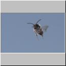 Andrena vaga - Weiden-Sandbiene 31 - Sandgrube Niedringhaussee.jpg